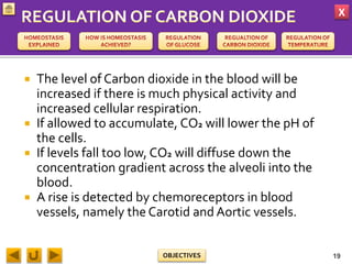 X
OBJECTIVES
 The level of Carbon dioxide in the blood will be
increased if there is much physical activity and
increased cellular respiration.
 If allowed to accumulate, CO2 will lower the pH of
the cells.
 If levels fall too low, CO2 will diffuse down the
concentration gradient across the alveoli into the
blood.
 A rise is detected by chemoreceptors in blood
vessels, namely the Carotid and Aortic vessels.
19
 