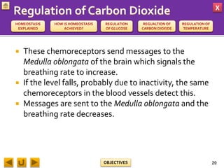 X
OBJECTIVES
 These chemoreceptors send messages to the
Medulla oblongata of the brain which signals the
breathing rate to increase.
 If the level falls, probably due to inactivity, the same
chemoreceptors in the blood vessels detect this.
 Messages are sent to the Medulla oblongata and the
breathing rate decreases.
20
 
