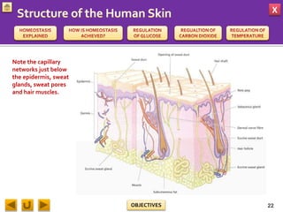 X
OBJECTIVES 22
Note the capillary
networks just below
the epidermis, sweat
glands, sweat pores
and hair muscles.
 