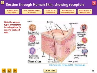 X
OBJECTIVES 23
http://universe-review.ca/I10-13-senses.jpg
Note the various
types of receptors
including those for
sensing heat and
cold.
 