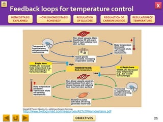 X
OBJECTIVES 25
http://www.biologymad.com/resources/A2%20Homeostasis.pdf
 