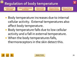 X
OBJECTIVES
 Body temperature increases due to internal
cellular activity. External temperatures also
affect body temperature.
 Body temperature falls due to low cellular
activity and a fall in external temperature.
 When the body temperatures falls,
thermoreceptors in the skin detect this.
26
 