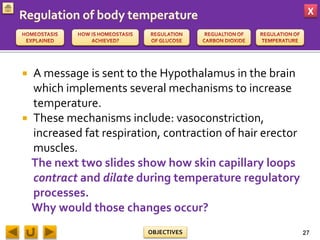 X
OBJECTIVES
 A message is sent to the Hypothalamus in the brain
which implements several mechanisms to increase
temperature.
 These mechanisms include: vasoconstriction,
increased fat respiration, contraction of hair erector
muscles.
The next two slides show how skin capillary loops
contract and dilate during temperature regulatory
processes.
Why would those changes occur?
27
 