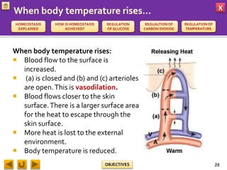 X
OBJECTIVES
When body temperature rises:
 Blood flow to the surface is
increased.
 (a) is closed and (b) and (c) arterioles
are open.This is vasodilation.
 Blood flows closer to the skin
surface.There is a larger surface area
for the heat to escape through the
skin surface.
 More heat is lost to the external
environment.
 Body temperature is reduced.
28
 