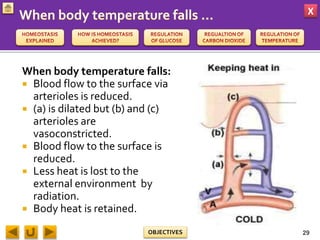 X
OBJECTIVES
When body temperature falls:
 Blood flow to the surface via
arterioles is reduced.
 (a) is dilated but (b) and (c)
arterioles are
vasoconstricted.
 Blood flow to the surface is
reduced.
 Less heat is lost to the
external environment by
radiation.
 Body heat is retained.
29
 