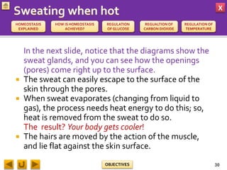 X
OBJECTIVES
In the next slide, notice that the diagrams show the
sweat glands, and you can see how the openings
(pores) come right up to the surface.
 The sweat can easily escape to the surface of the
skin through the pores.
 When sweat evaporates (changing from liquid to
gas), the process needs heat energy to do this; so,
heat is removed from the sweat to do so.
The result? Your body gets cooler!
 The hairs are moved by the action of the muscle,
and lie flat against the skin surface.
30
 