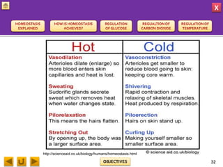 X
OBJECTIVES
http://scienceaid.co.uk/biology/humans/homeostasis.html
32
 