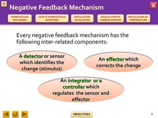 X
OBJECTIVES
Every negative feedback mechanism has the
following inter-related components:
A detector or sensor
which identifies the
change (stimulus)
An effector which
corrects the change
An integrator or a
controller which
regulates the sensor and
effector
7
 