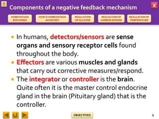 X
OBJECTIVES
 In humans, detectors/sensors are sense
organs and sensory receptor cells found
throughout the body.
 Effectors are various muscles and glands
that carry out corrective measures/respond.
 The integrator or controller is the brain.
Quite often it is the master control endocrine
gland in the brain (Pituitary gland) that is the
controller.
9
 