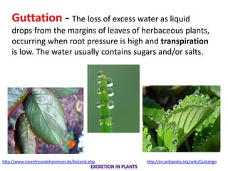 Biology M3 Excretion in Plants | PPTX