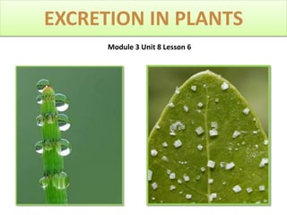 Module 3 Unit 8 Lesson 6
EXCRETION IN PLANTS
 