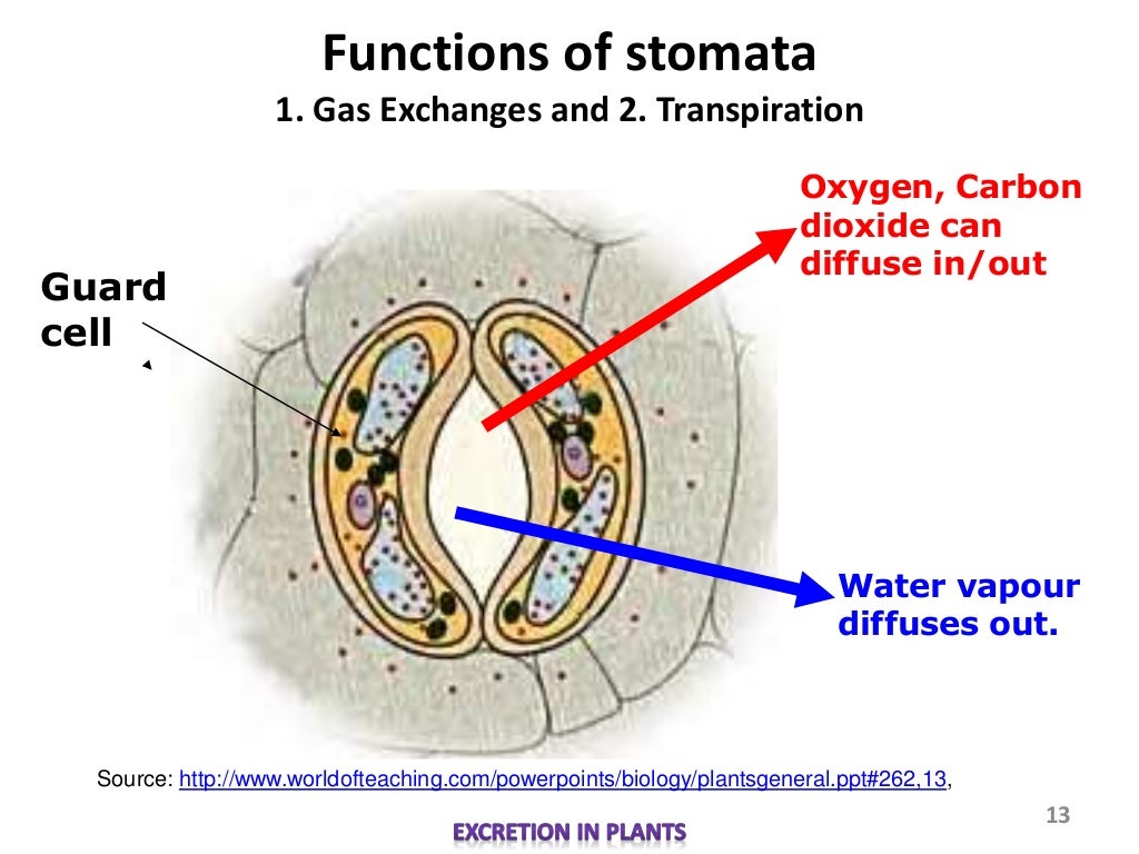 Biology M3 Excretion in Plants