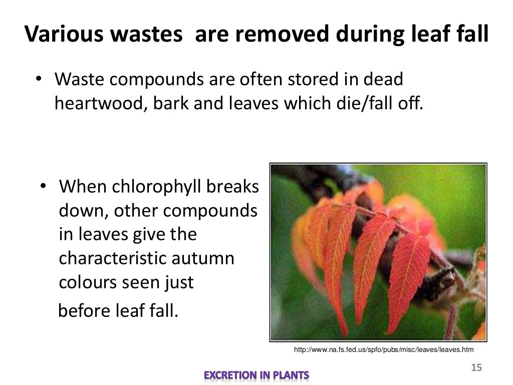 Biology M3 Excretion in Plants
