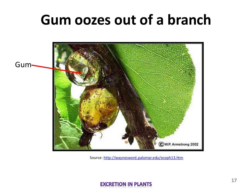 Excretion in plants information