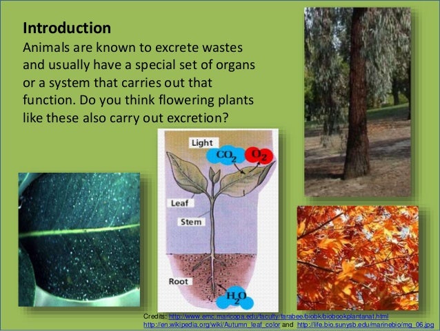 Biology M3 Excretion in Plants yes block diagram 