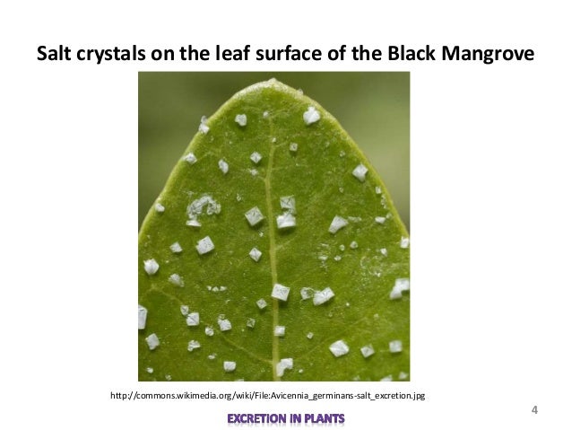 Biology M3 Excretion in Plants