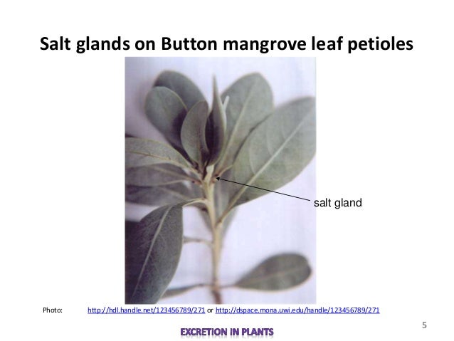 how to excrete glands biology m3 excretion in plants how to excrete glands biology m3 excretion in plants