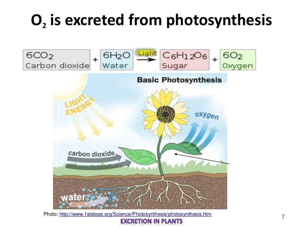 Biology M3 Excretion in Plants
