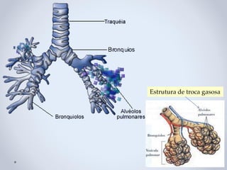 Estrutura de troca gasosa
 
