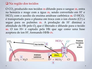 ❑ Na região dos tecidos
O CO2 produzido nos tecidos (1) difunde para o sangue (2), entra
na hemácia e reage com a água (3), sendo convertido em H+ e
HCO3
- com o auxílio da enzima anidrase carbônica (4). O HCO3
-
é transportado para o plasma em troca com o íon cloreto (Cl-) e
segue para os pulmões (5). A produção de H+ diminui a
afinidade da Hb pelo O2 que é liberado e difunde para o tecido
(6). O íon H+ é captado pela Hb que age como uma base
aceptora de íon H+, formando HHb (7).
HbO2
O2
1
2
3
5
7
6
4
 