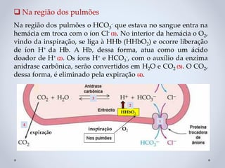 ❑ Na região dos pulmões
Na região dos pulmões o HCO3
- que estava no sangue entra na
hemácia em troca com o íon Cl- (1). No interior da hemácia o O2,
vindo da inspiração, se liga à HHb (HHbO2) e ocorre liberação
de íon H+ da Hb. A Hb, dessa forma, atua como um ácido
doador de H+ (2). Os íons H+ e HCO3
-, com o auxílio da enzima
anidrase carbônica, serão convertidos em H2O e CO2 (3). O CO2,
dessa forma, é eliminado pela expiração (4).
HHbO2
O2
expiração
inspiração
1
2
3
4
 