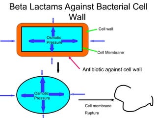 Beta Lactams Against Bacterial Cell
Wall
Cell wall
Osmotic
Pressure
Antibiotic against cell wall
Osmotic
Pressure
Cell membrane
Rupture
Cell Membrane
 