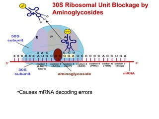 30S Ribosomal Unit Blockage by
Aminoglycosides
•Causes mRNA decoding errors
 