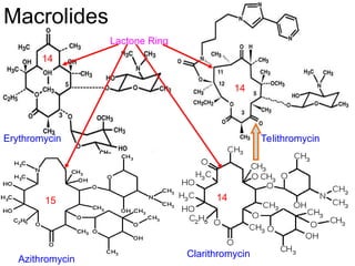 Macrolides
Erythromycin Telithromycin
Clarithromycin
Lactone Ring
Azithromycin
15
14
14
14
 