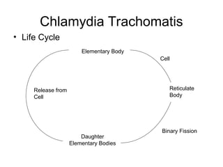 Chlamydia Trachomatis
• Life Cycle
Elementary Body
Cell
Reticulate
Body
Binary Fission
Daughter
Elementary Bodies
Release from
Cell
 