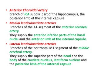 Anterior Choroidal artery branch of  ICA  supply  part of the hippocampus, the posterior limb of the internal capsule  Medial lenticulostriate arteries Branches of the A1-segment of the  anterior cerebral artery.  They supply the  anterior inferior parts of the basal nuclei  and the  anterior limb of the internal capsule . Lateral lenticulostriate arteries Branches of the horizontal M1-segment of the  middle cerebral artery .  They supply the superior part of the  head  and the  body  of the  caudate nucleus ,  lentiform nucleus  and the  posterior limb of the internal capsule 
