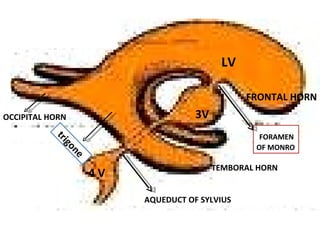 LV FRONTAL HORN TEMBORAL HORN OCCIPITAL HORN FORAMEN OF MONRO 4 V AQUEDUCT OF SYLVIUS 3V trigone 