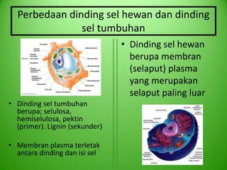 Perbedaan dinding sel hewan dan dinding
               sel tumbuhan
                                • Dinding sel hewan
                                  berupa membran
                                  (selaput) plasma
                                  yang merupakan
                                  selaput paling luar
• Dinding sel tumbuhan
  berupa; selulosa,
  hemiselulosa, pektin
  (primer). Lignin (sekunder)

• Membran plasma terletak
  antara dinding dan isi sel
 