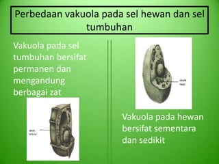 Perbedaan vakuola pada sel hewan dan sel
              tumbuhan
Vakuola pada sel
tumbuhan bersifat
permanen dan
mengandung
berbagai zat

                      Vakuola pada hewan
                      bersifat sementara
                      dan sedikit
 