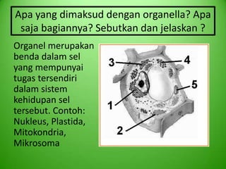Apa yang dimaksud dengan organella? Apa
 saja bagiannya? Sebutkan dan jelaskan ?
Organel merupakan
benda dalam sel
yang mempunyai
tugas tersendiri
dalam sistem
kehidupan sel
tersebut. Contoh:
Nukleus, Plastida,
Mitokondria,
Mikrosoma
 