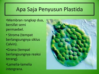Apa Saja Penyusun Plastida
•Membran rangkap dua,
bersifat semi
permaebel.
• Stroma (tempat
berlangsungnya siklus
Calvin).
•Grana (tempat
berlangsungnya reaksi
terang).
•Lamelia-lamelia
intergrana.
 