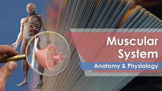 Muscular
System
Anatomy & Physiology
 