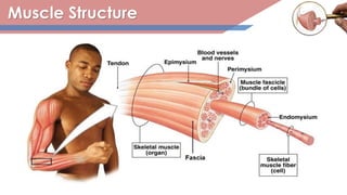 Muscle Structure
 
