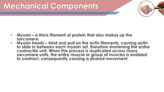 Mechanical Components
• Myosin – a thick filament of protein that also makes up the
sarcomere.
• Myosin heads – bind and pull on the actin filaments, causing actin
to slide in between each myosin set, therefore shortening the entire
contractile unit. When this process is duplicated across many
sarcomere units, the entire muscle or group of muscles is enabled
to contract, consequently causing a desired movement.
 