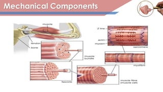 Mechanical Components
 