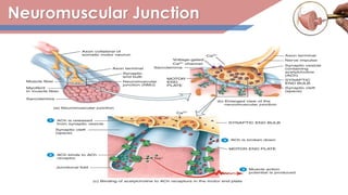 Neuromuscular Junction
 