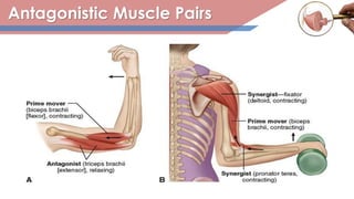 Antagonistic Muscle Pairs
 