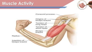 Muscle Activity
 