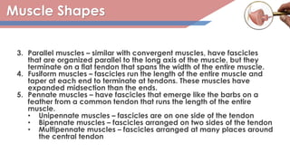 Muscle Shapes
3. Parallel muscles – similar with convergent muscles, have fascicles
that are organized parallel to the long axis of the muscle, but they
terminate on a flat tendon that spans the width of the entire muscle.
4. Fusiform muscles – fascicles run the length of the entire muscle and
taper at each end to terminate at tendons. These muscles have
expanded midsection than the ends.
5. Pennate muscles – have fascicles that emerge like the barbs on a
feather from a common tendon that runs the length of the entire
muscle.
• Unipennate muscles – fascicles are on one side of the tendon
• Bipennate muscles – fascicles arranged on two sides of the tendon
• Multipennate muscles – fascicles arranged at many places around
the central tendon
 
