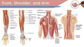 Trunk, Shoulder, and Arm
 