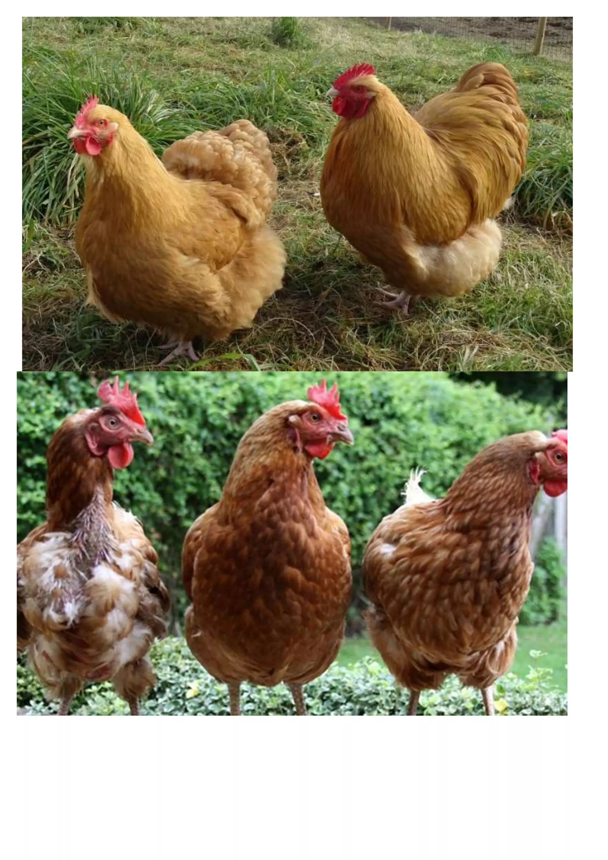 M5 patrones aditivos