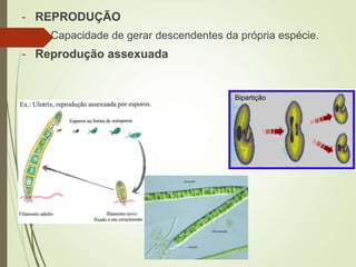 - REPRODUÇÃO
- Capacidade de gerar descendentes da própria espécie.
- Reprodução assexuada
Bipartição
 