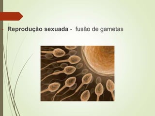 - Reprodução sexuada - fusão de gametas
 