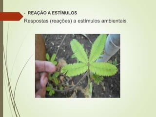 - REAÇÃO A ESTÍMULOS
Respostas (reações) a estímulos ambientais
 
