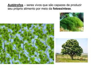 Autótrofos – seres vivos que são capazes de produzir
seu próprio alimento por meio da fotossíntese.
 