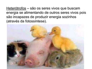 Heterótrofos – são os seres vivos que buscam
energia se alimentando de outros seres vivos pois
são incapazes de produzir energia sozinhos
(através da fotossíntese).
 